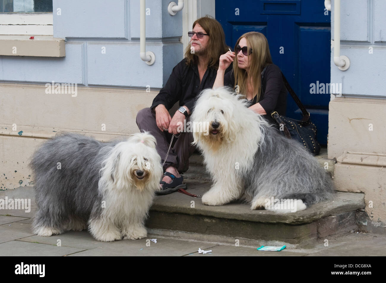 Old english sheepdog uk hi-res stock photography and images - Alamy