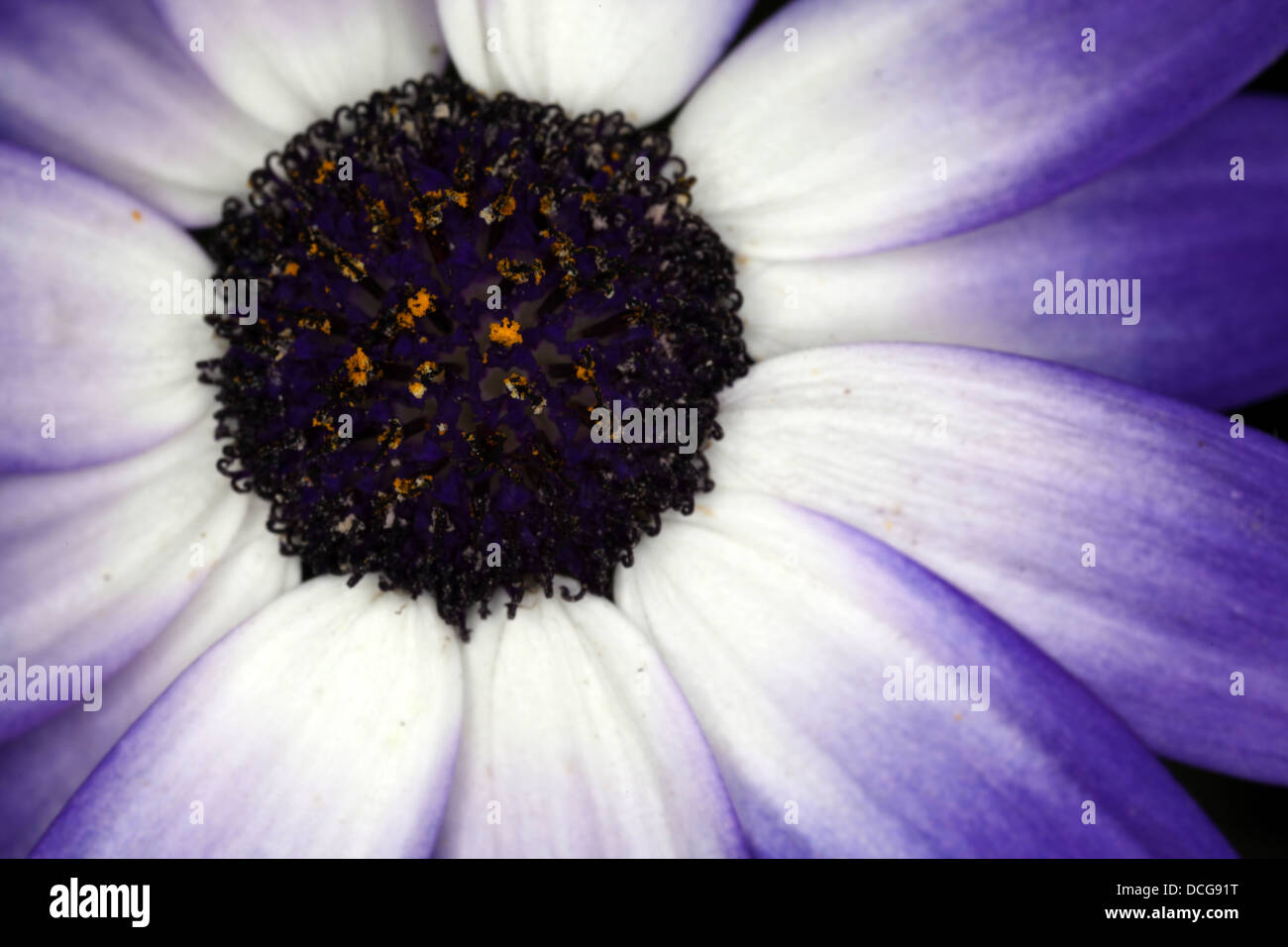 Cineraria flower - Senecio cruentus - Blue inflorescence Stock Photo