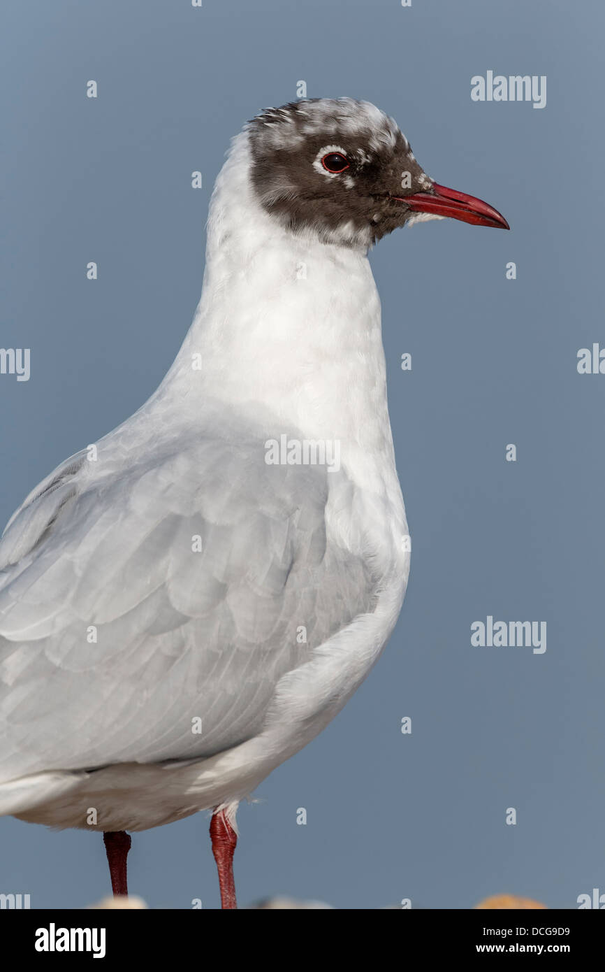 black-headed-gull-breeding-moult-hi-res-stock-photography-and-images