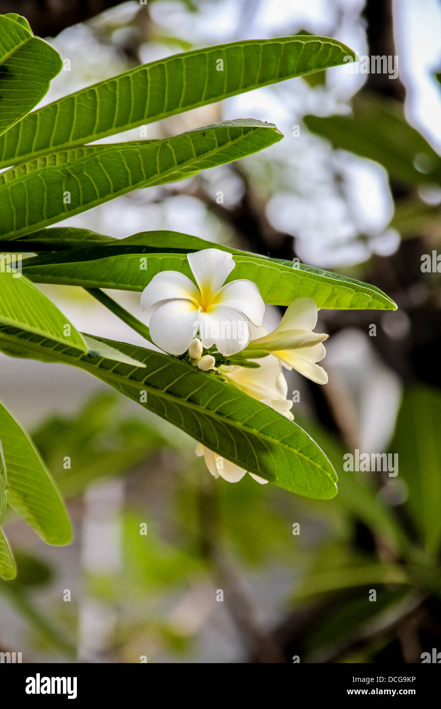 Plumeria obtusa Stock Photo