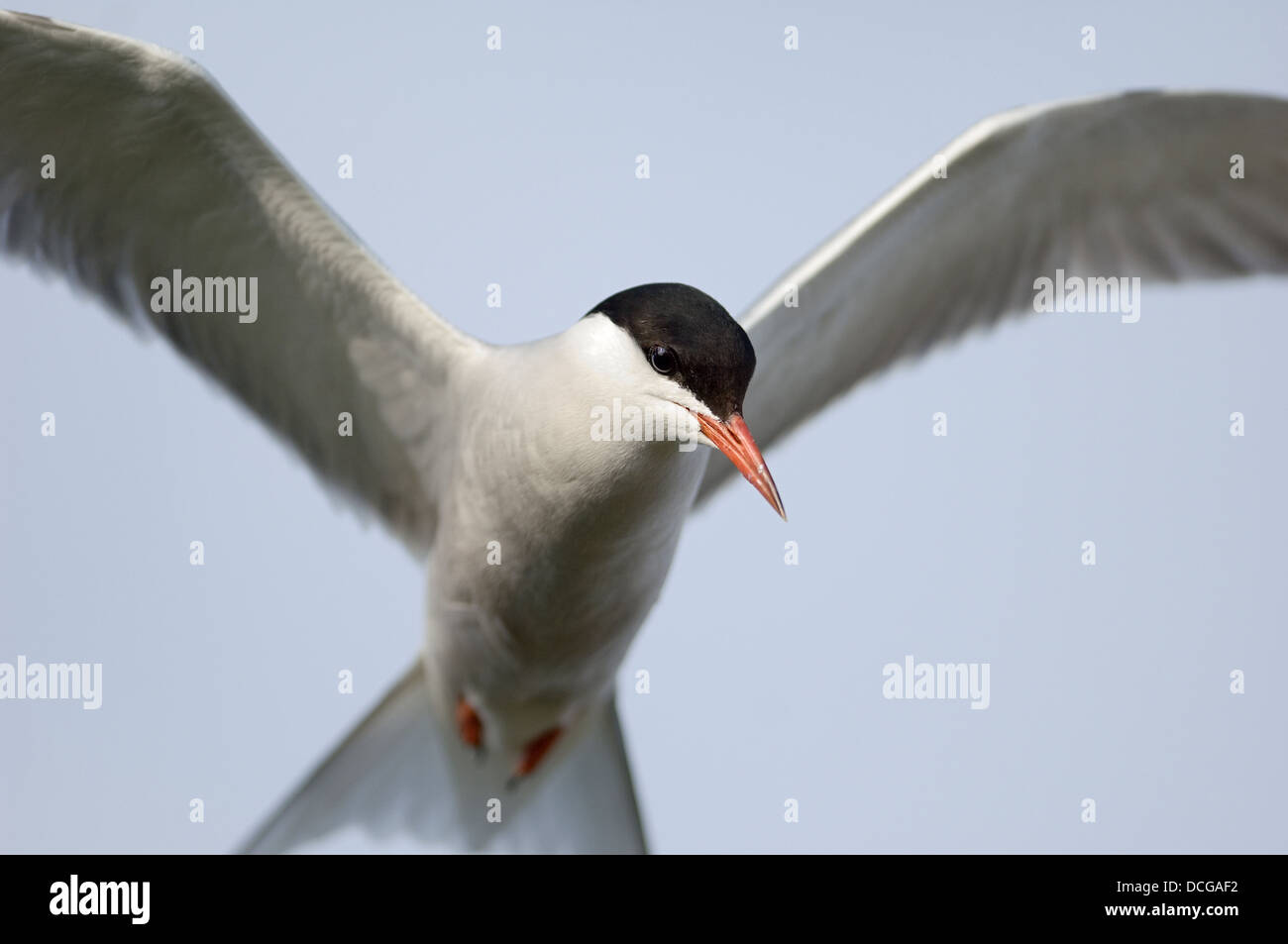 In flight. Stock Photo