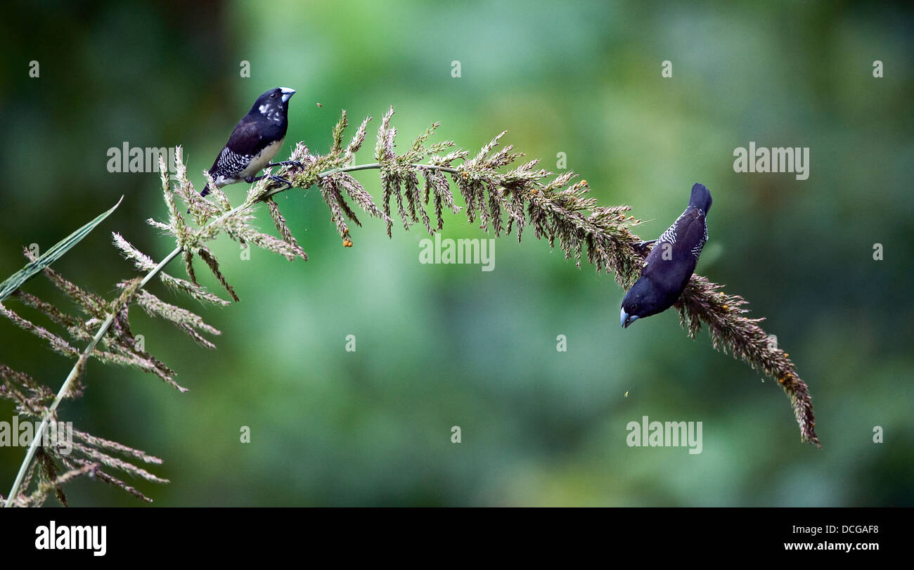Two birds eat seeds Stock Photo Alamy