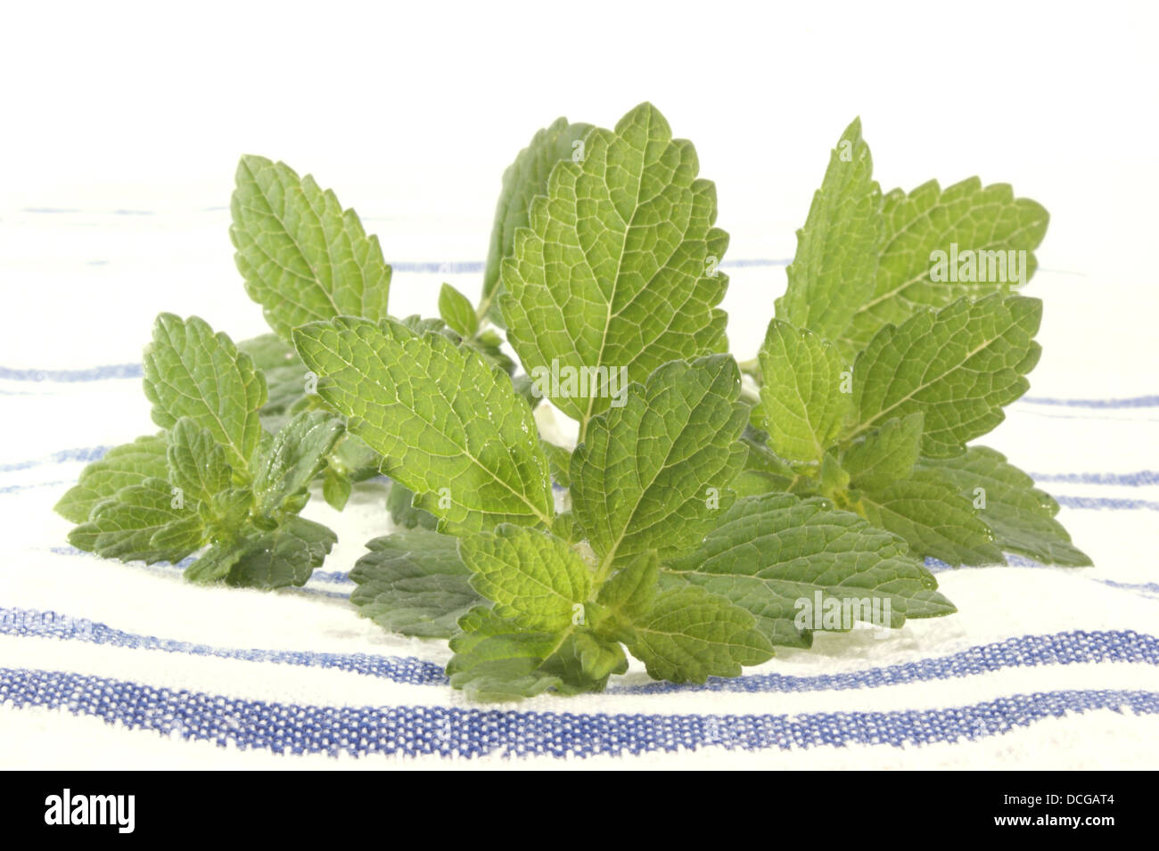 lemon balm perfect as spice in every kitchen Stock Photo