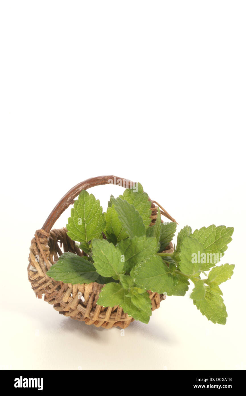lemon balm perfect as spice in every kitchen Stock Photo