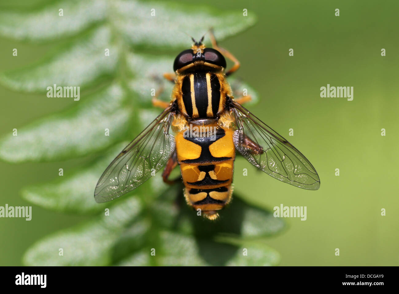 Hoverfly Helophilus pendulus Stock Photo