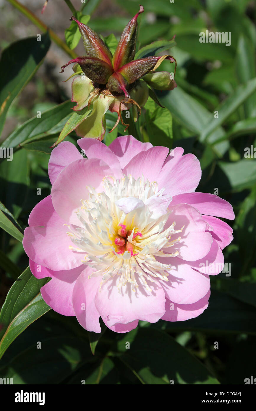 A Delicate Pink Peony Bowl of Beauty Stock Photo