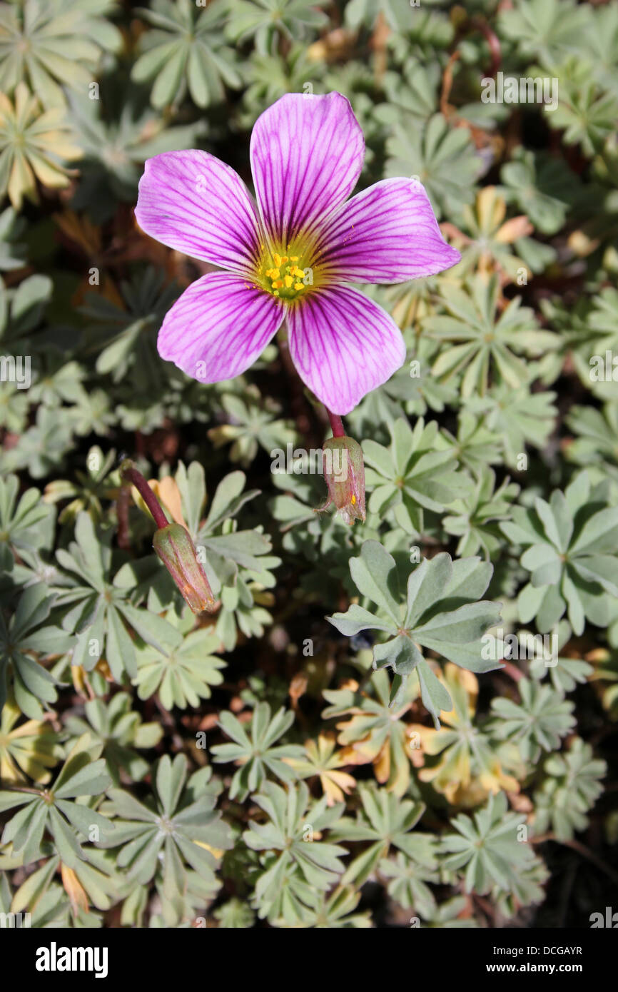 Oxalis enneaphylla 'Rosea' Stock Photo