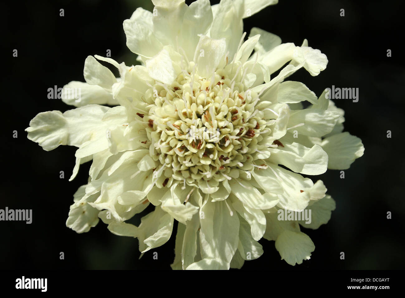 Cream Garden Flower Stock Photo