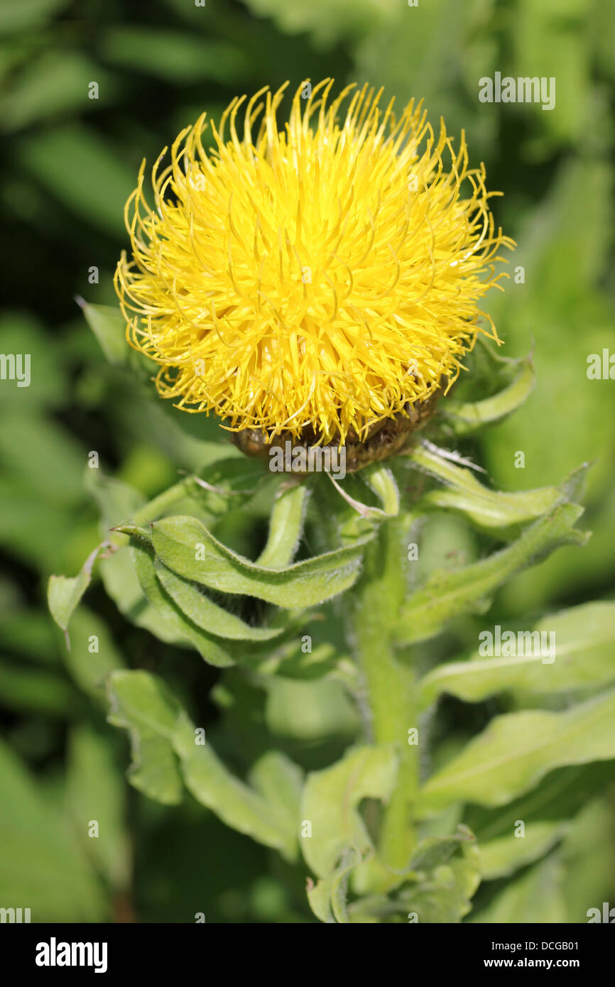 Centaurea macrocephala - a.k.a. 'Yellow Hardhead','Great Golden Knapweed', 'Armenian Basket Flower' Stock Photo