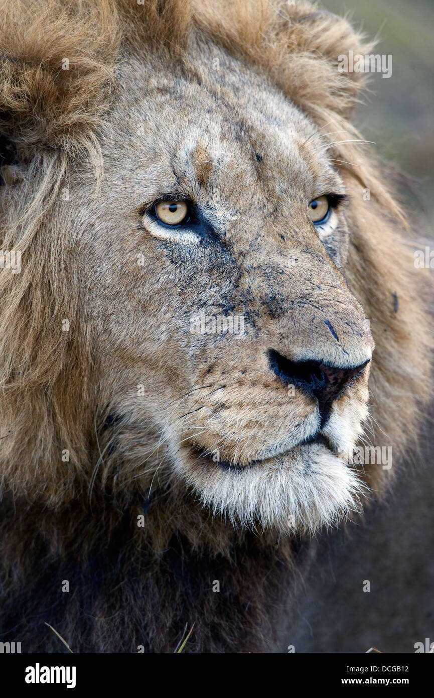 Great african lion hi-res stock photography and images - Alamy
