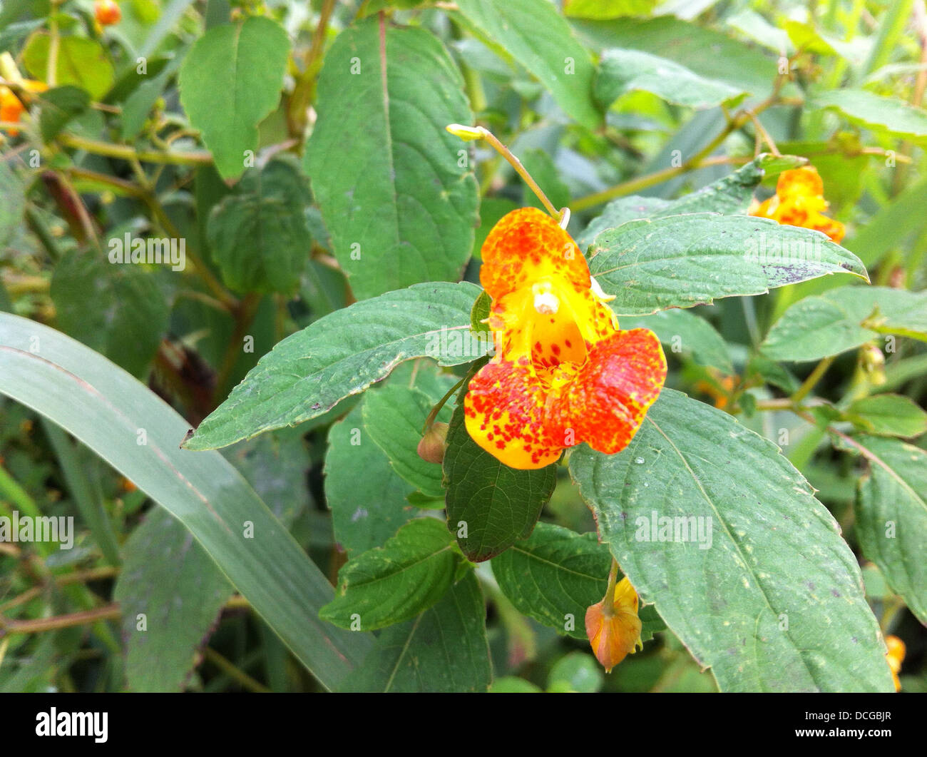 ORANGE BALSAM Impatiens capensis  in August at Dorney, Bershire, England. Photo Tony Gale Stock Photo