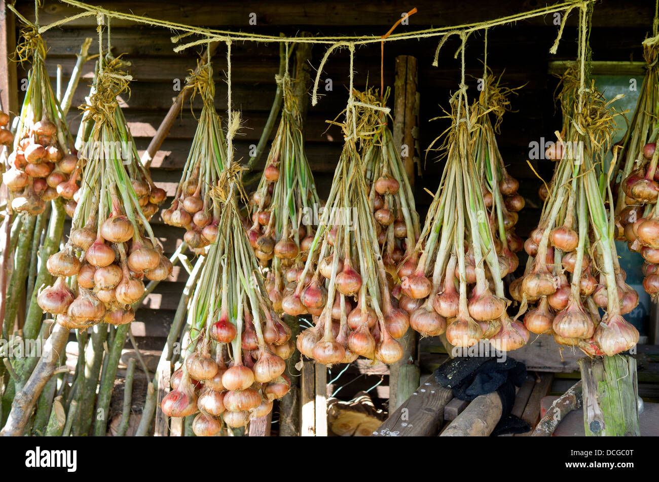 Onions Hanging To Dry In The Organic Vegetable Garden Groentenhof In Leidschendam Netherlands Stock Photo Alamy