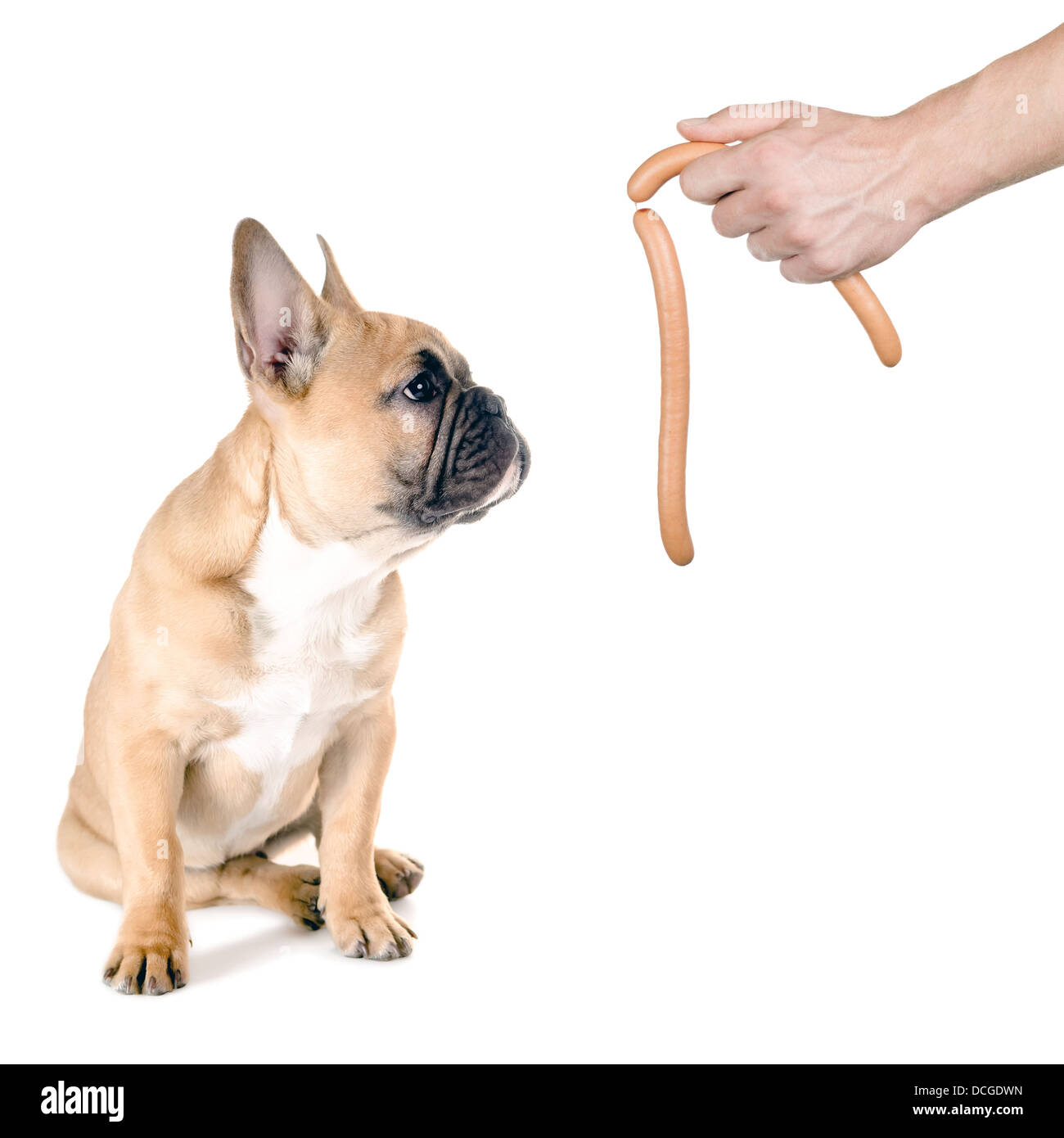 a dog looks after a sausage before white background Stock Photo Alamy