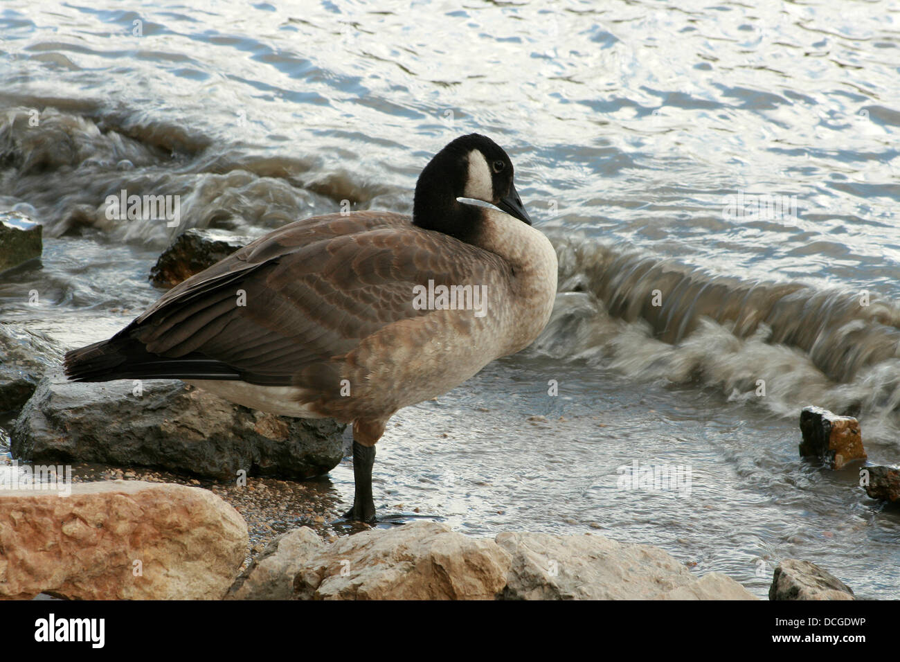 Buy canada goose in winnipeg hotsell