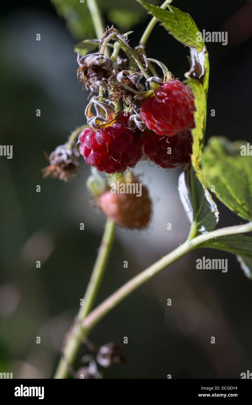 Wild Raspberry Purple External purple violet wild horizontal hi-res stock photography and ...
