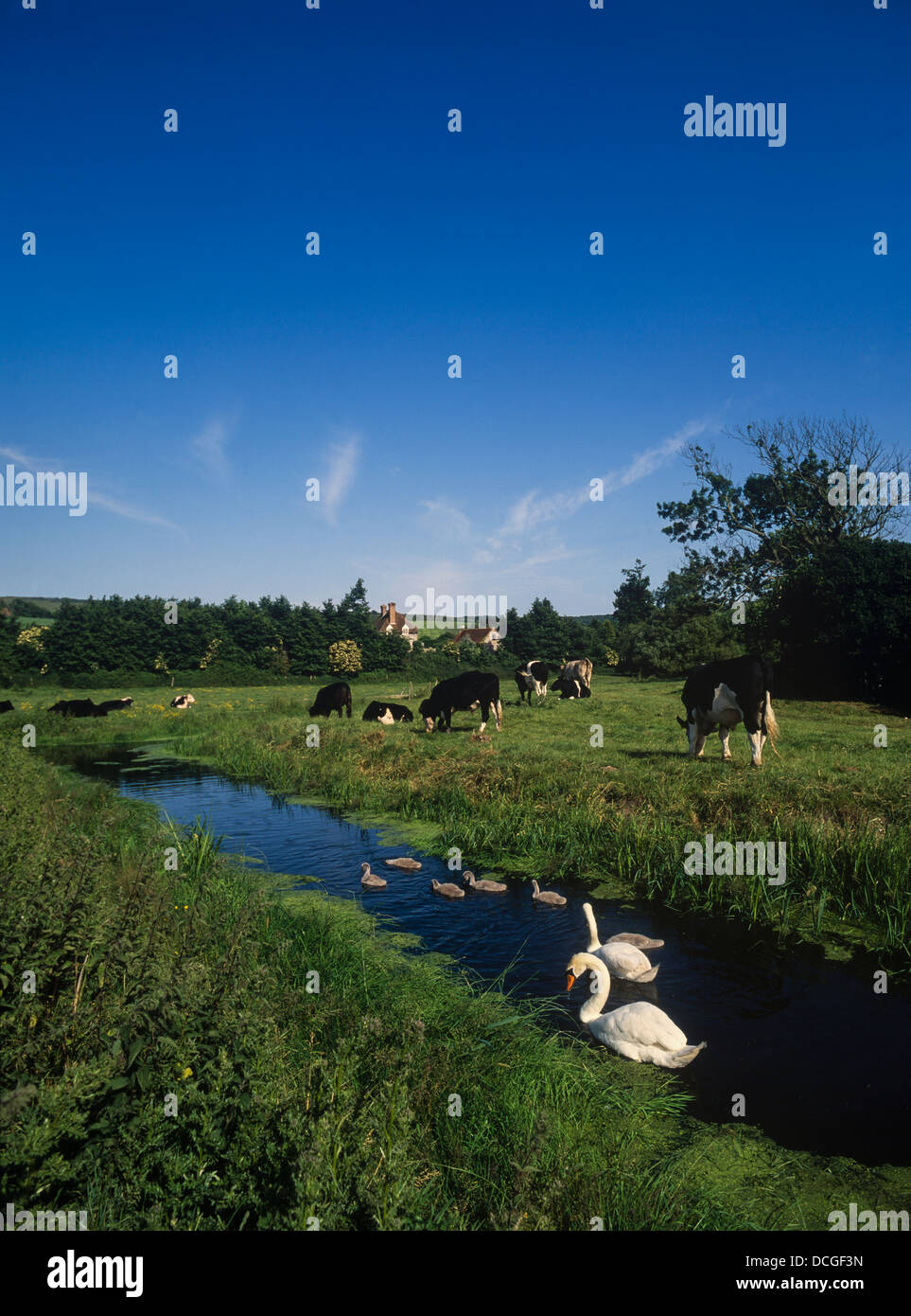 Family of Mute Swans on the River Cuckmere with cows grazing on the bank beyond. Alfriston, Wealden, East Sussex, England, UK Stock Photo