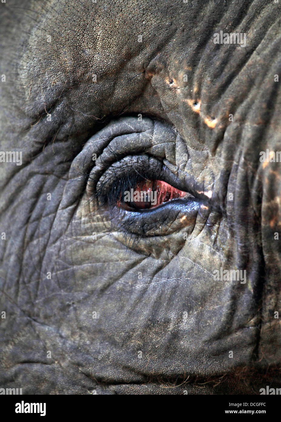 Eye of the elephant Stock Photo Alamy