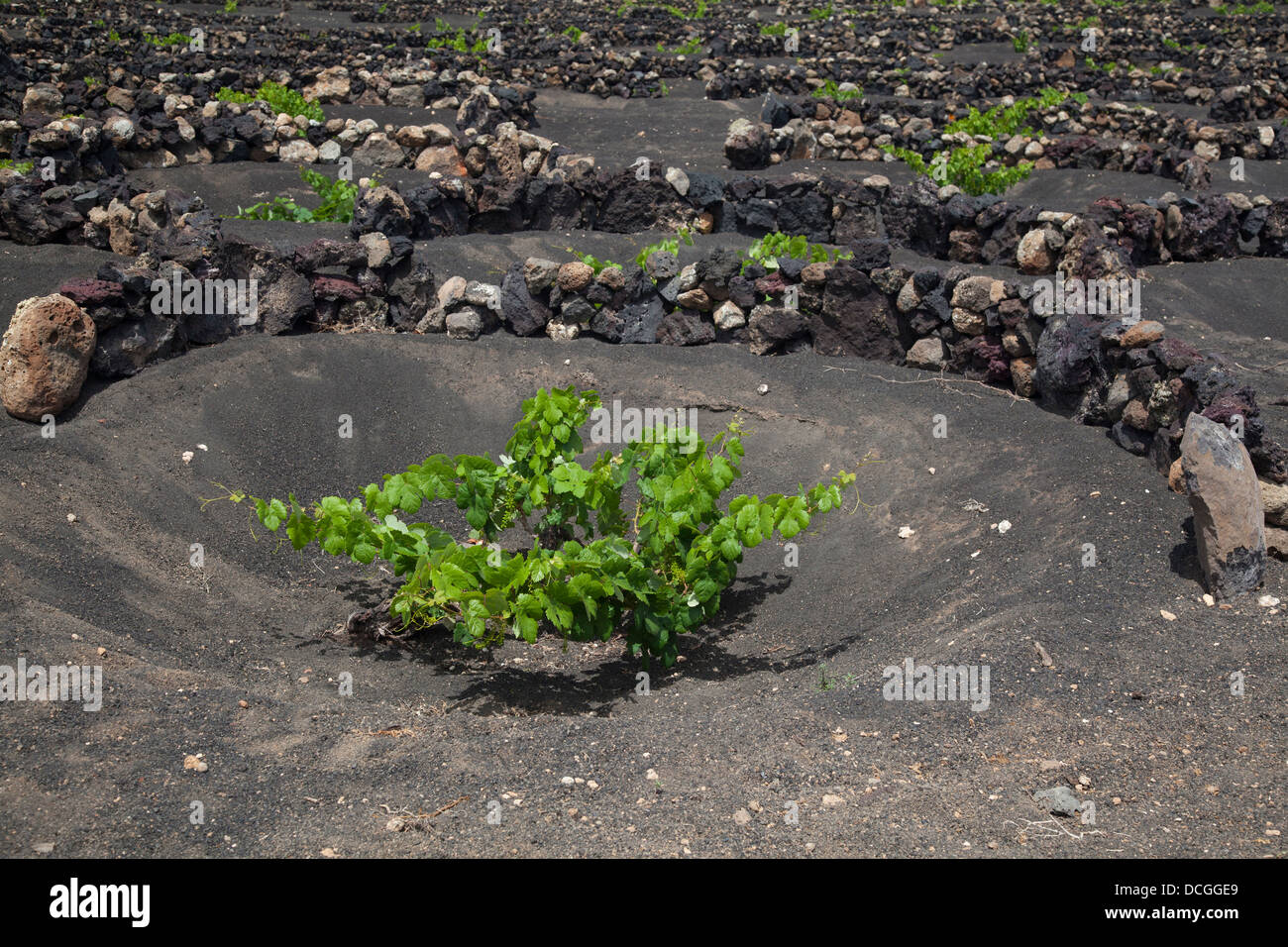 Vines growing in volcanic landscape of Lanzarote.  The low, curved walls are traditionally used to protect the vines from the wind. Stock Photo