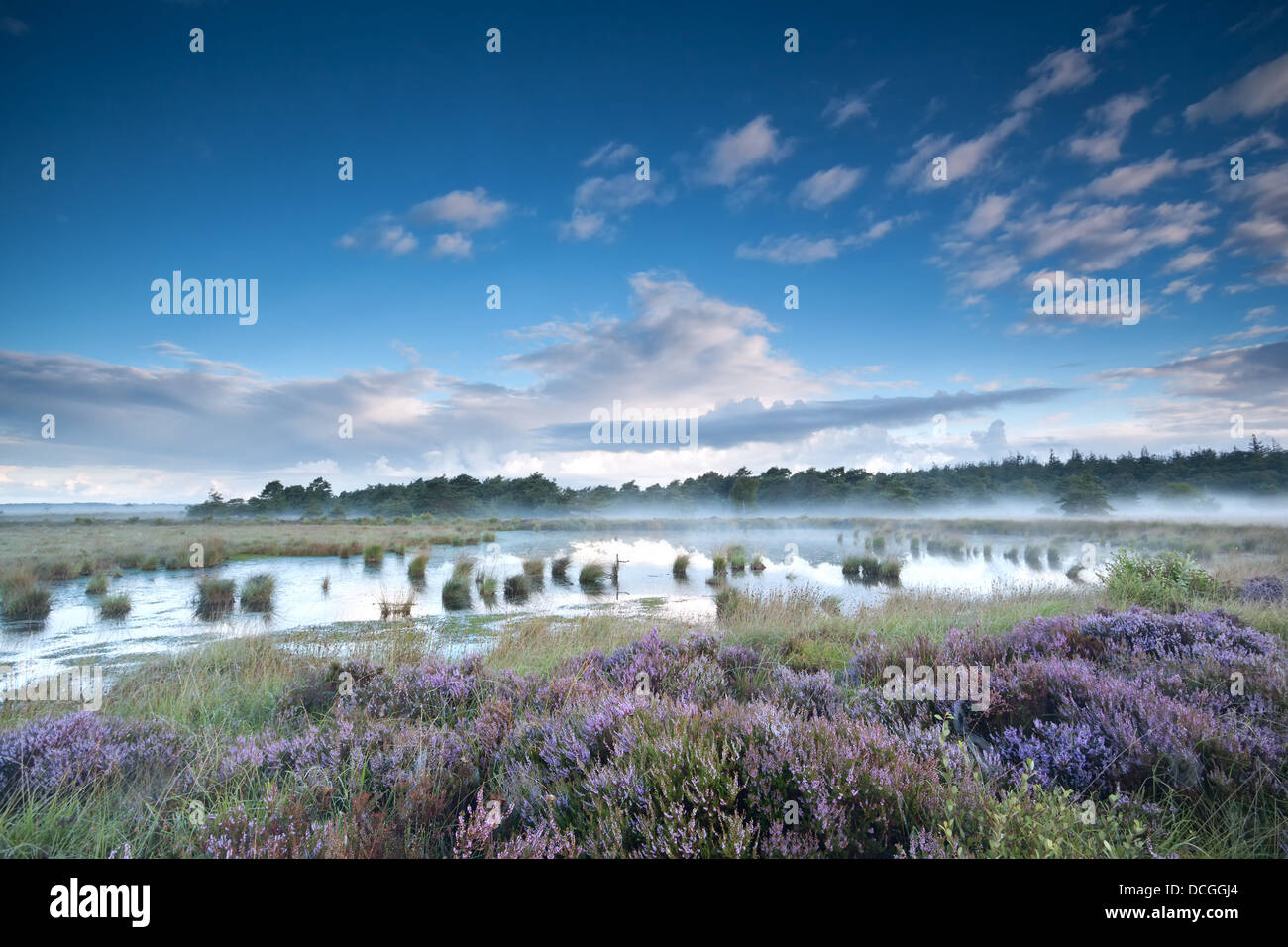 pink flowering heather on swamps in calm misty morning Stock Photo