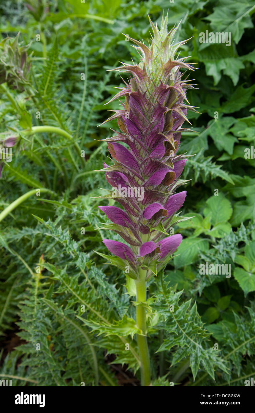 Acanthus spinosus Spiny bears' breeches at the National Botanic Gardens of Wales, Carmarthenshire Stock Photo