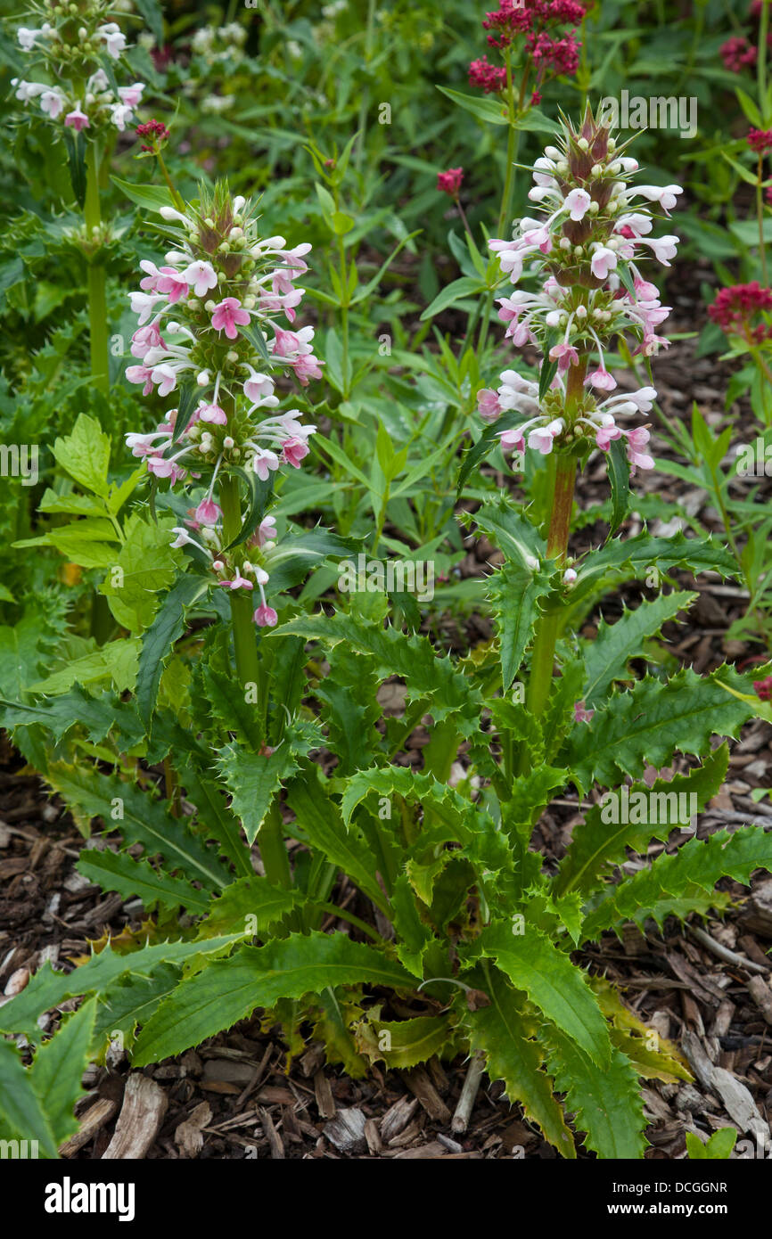 Morina longifolia - whorlflower at the National Botanic Gardens of Wales, Carmarthenshire Stock Photo