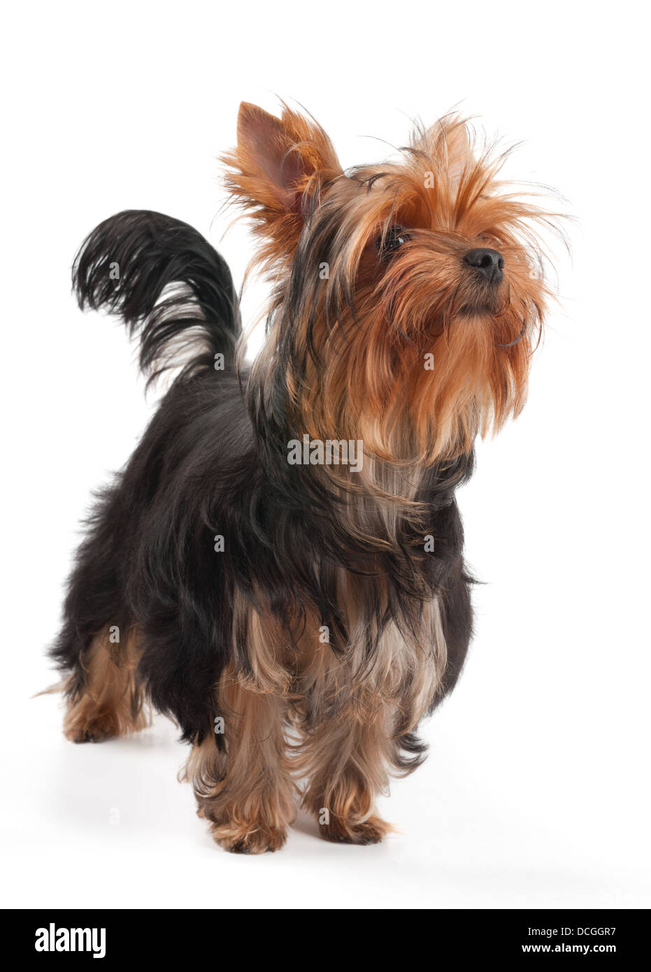 Yorkshire terrier 2025 curly hair