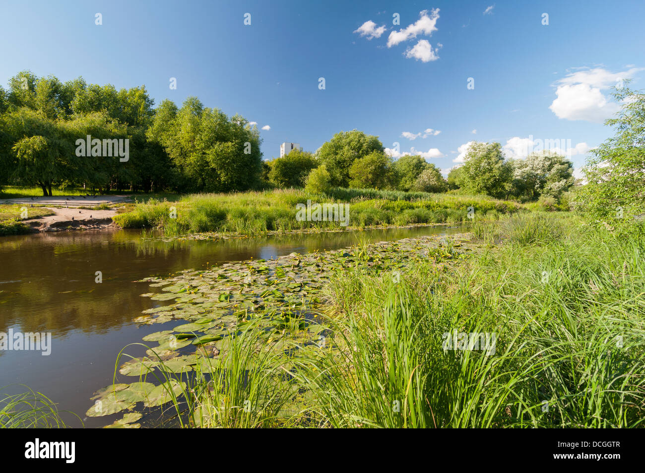 Water lilies on the Yauza river in Moscow Stock Photo