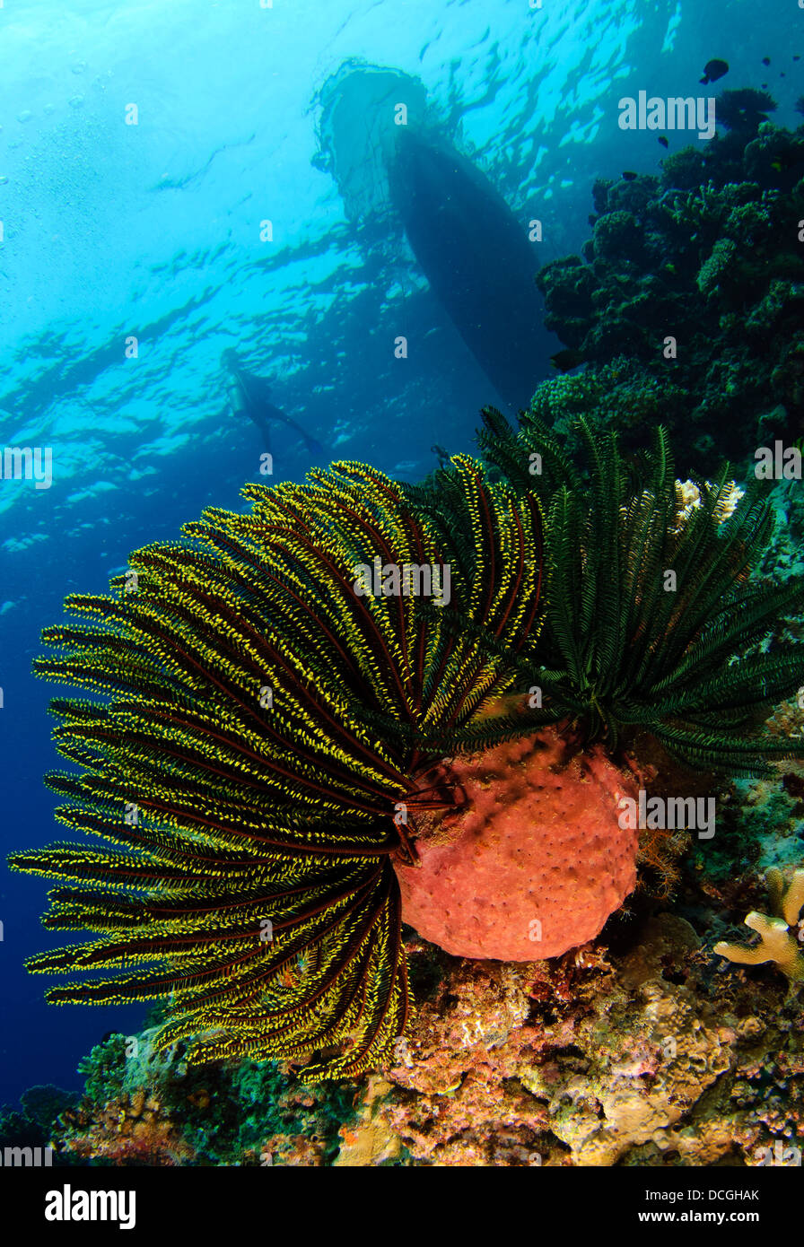 Variable bushy feather star (Comaster schlegelii) with boat in the background, Gorontalo, Sulawesi, Indonesia. Stock Photo