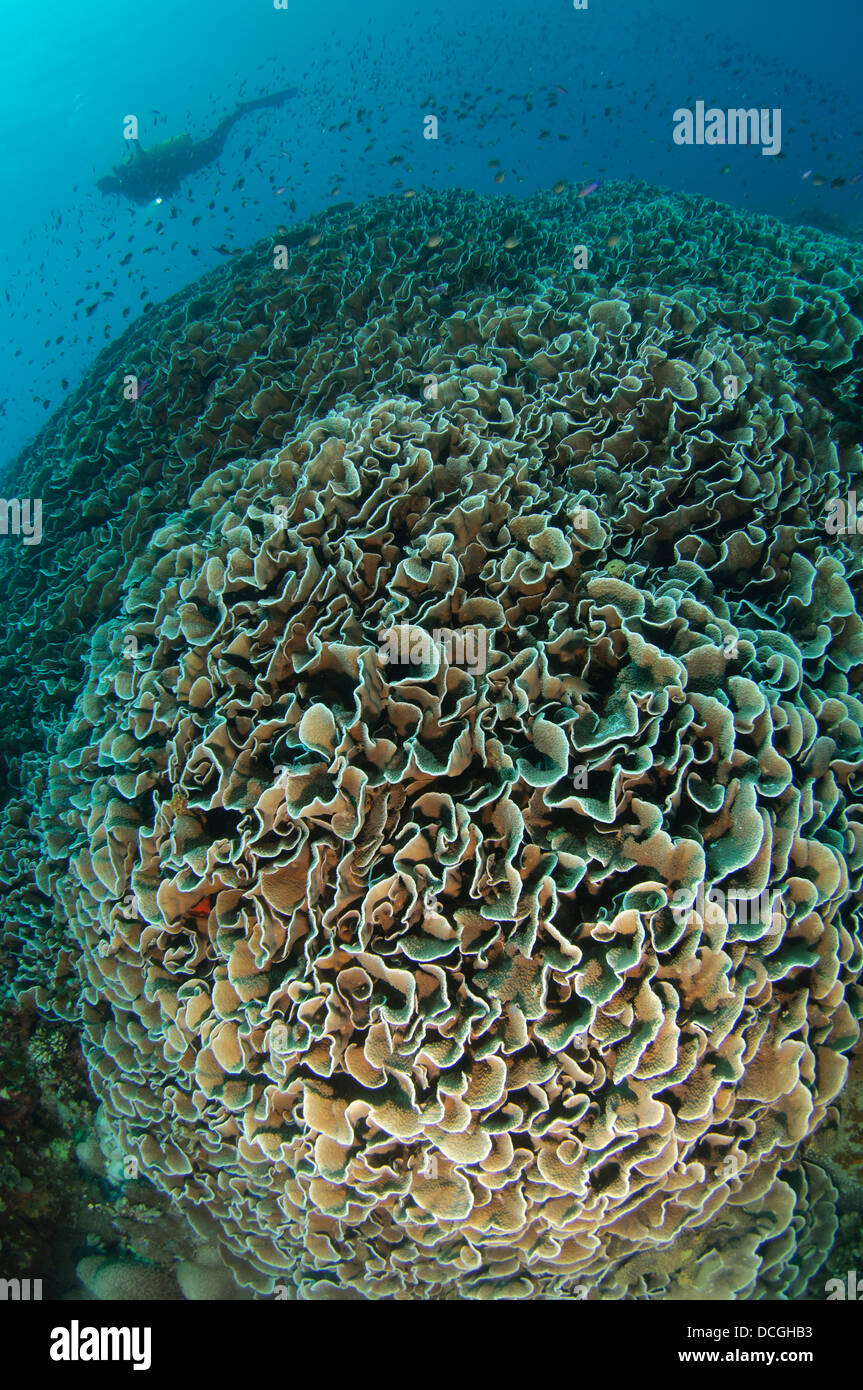 Diver exploring Cabbage Coral mountain (Turbinaria reniformis), Gorontalo, Indonesia. Also known as Scroll Coral. Stock Photo