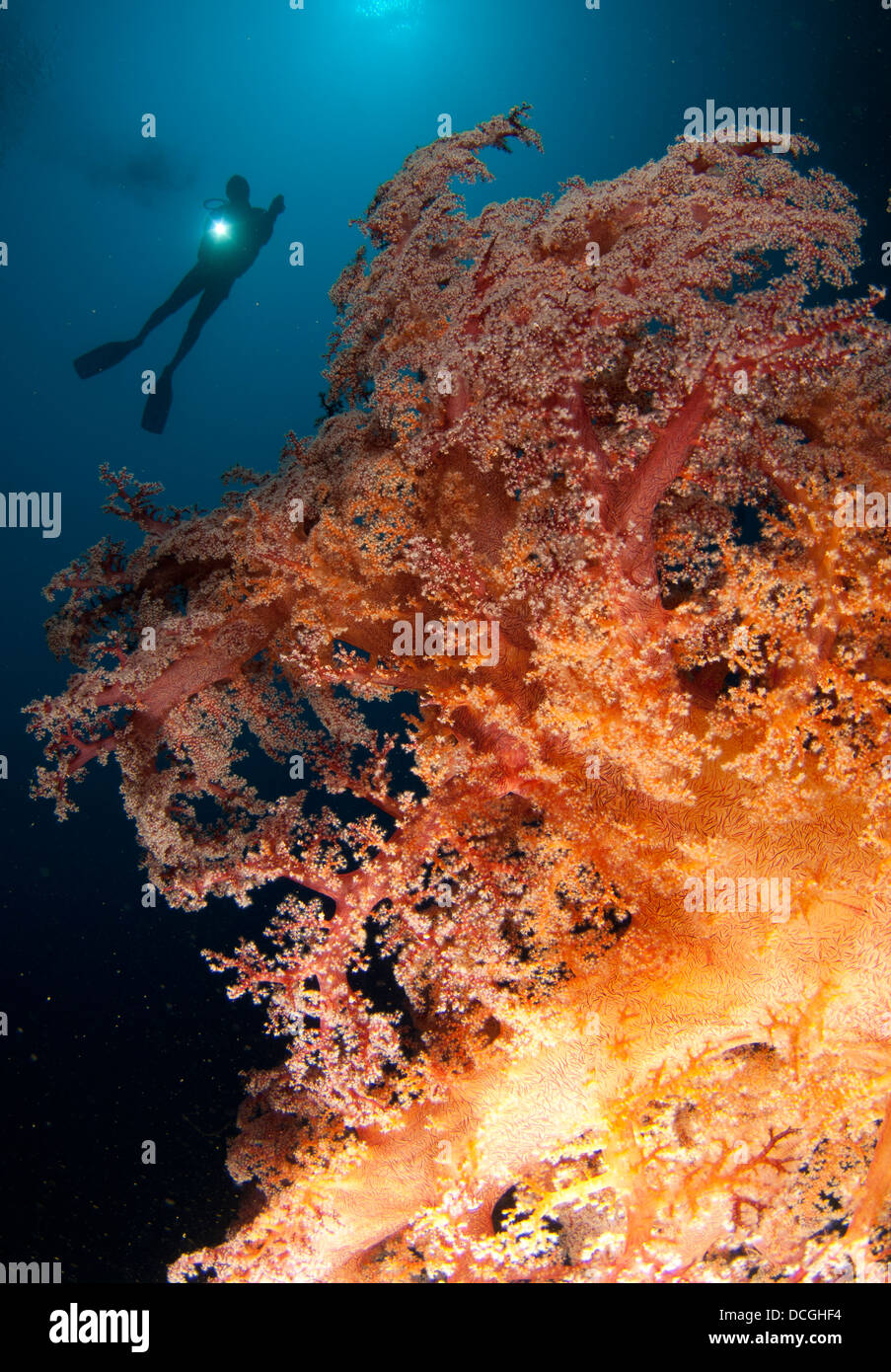Close-up view of soft tree coral (Dendronephthya sp.) with diver in background, Gorontalo, Sulawesi, Indonesia. Stock Photo