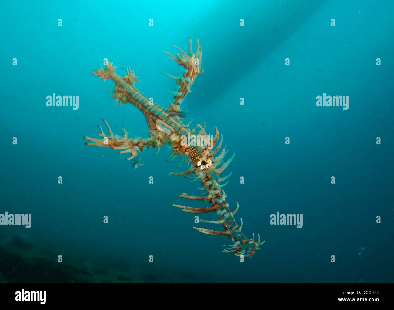 Ornate ghost pipefish (Solenostomus paradoxus) with boat in background, Gorontalo, Indonesia. Stock Photo