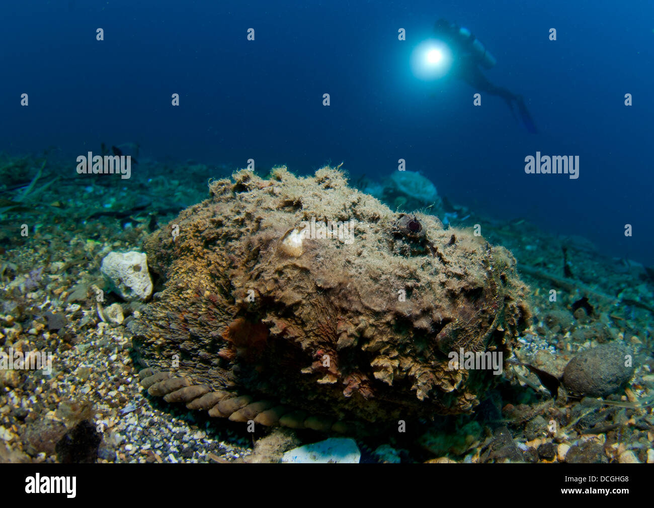 A diver looks on at a giant stonefish (Synanceia verrucosa), Gorontalo, Sulawesi, Indonesia. Stock Photo