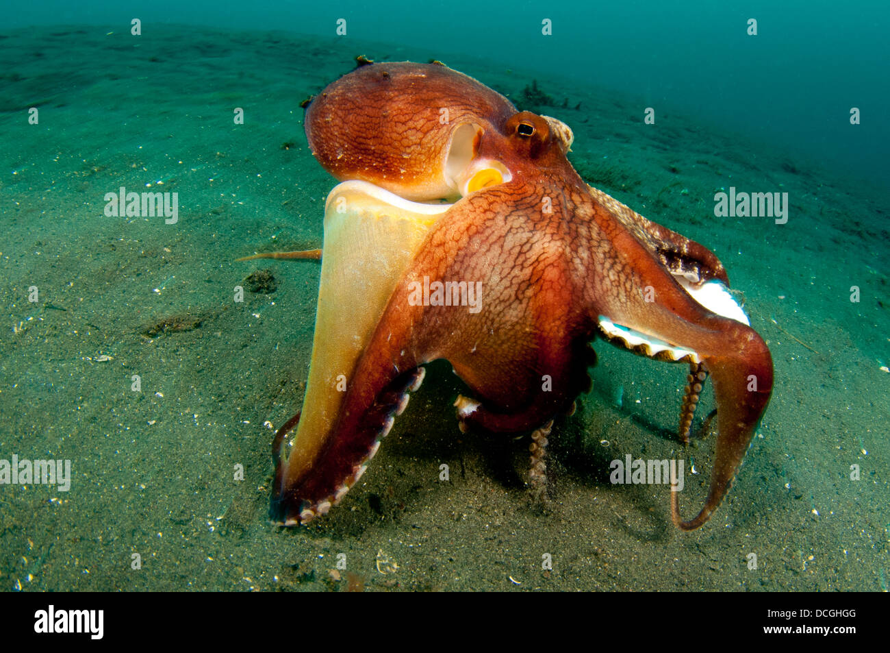 A Coconut Octopus, Lembeh Strait, Sulawesi, Indonesia. Stock Photo