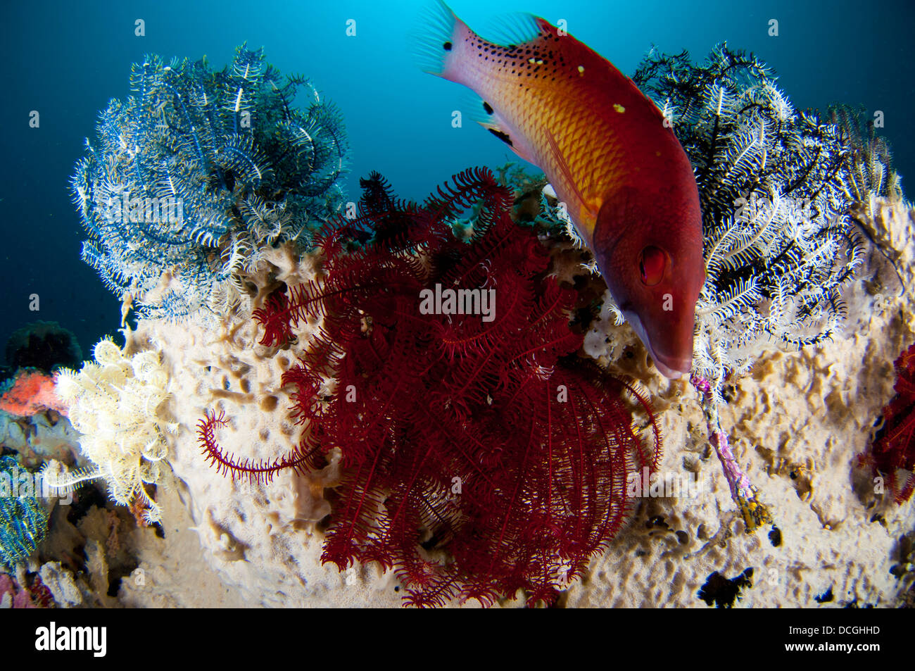 Diana's hogfish (Bodianus diana), swimming between three crinoids, Lembeh Strait, Indonesia. Stock Photo