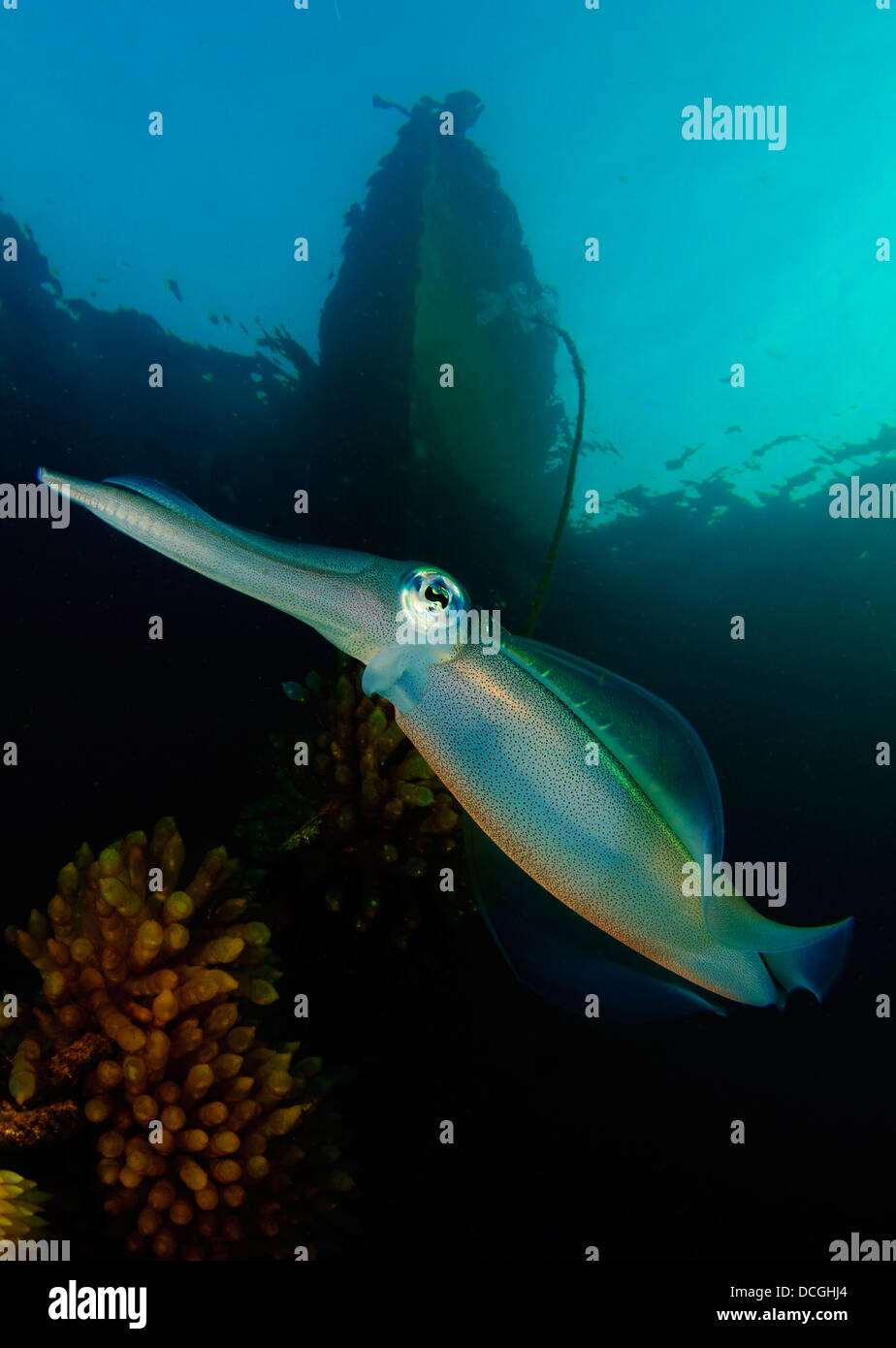 Bigfin reef squid tending eggs along a buoy line, Lembeh Strait, Indonesia. Stock Photo