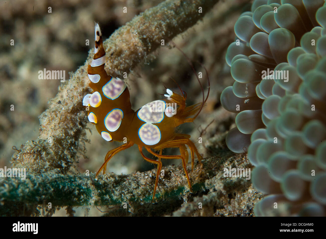 Squat anemone shrimp (Thor amboinensis), side view, Gorontalo, Sulawesi, Indonesia. Stock Photo