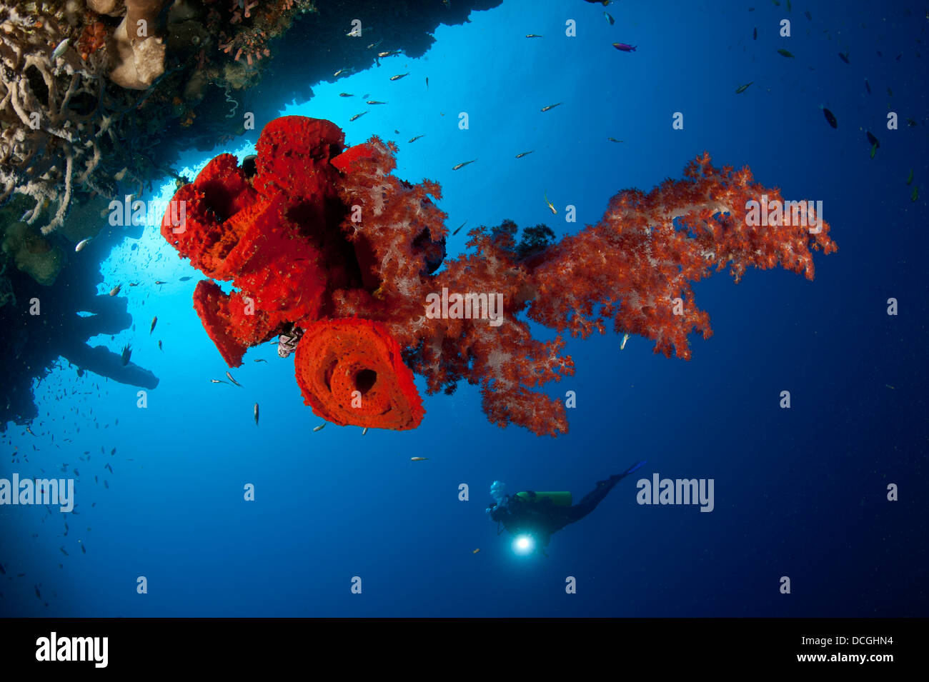 Diver looks on at a bright red soft coral and sponge hanging from a cave Stock Photo