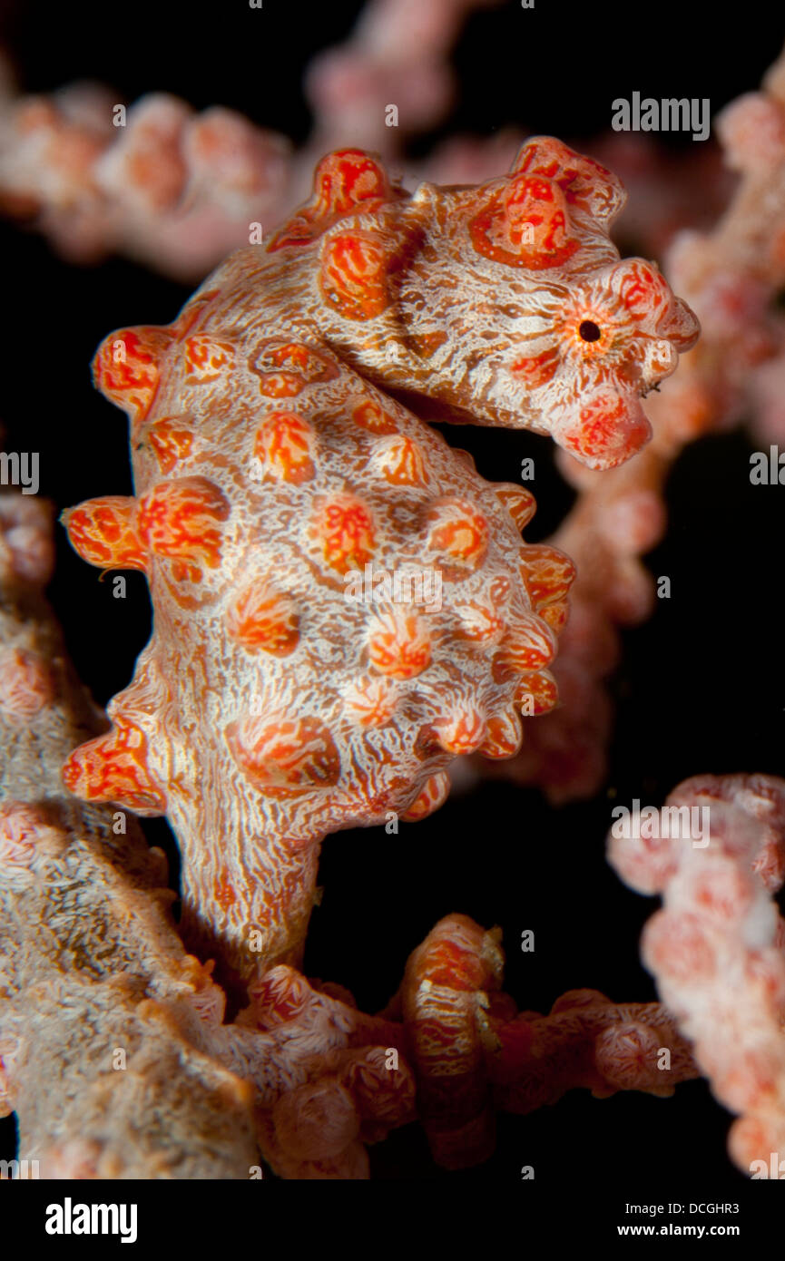 Pygmy seahorse (Hippocampus bargibanti), red variety, on sea fan, Lembeh Strait, Indonesia Stock Photo