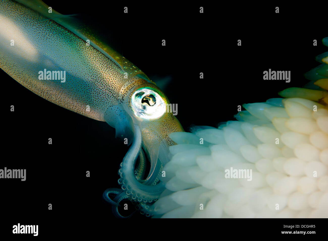 Bigfin reef squid tending eggs along a buoy line, Lembeh Strait, Indonesia Stock Photo