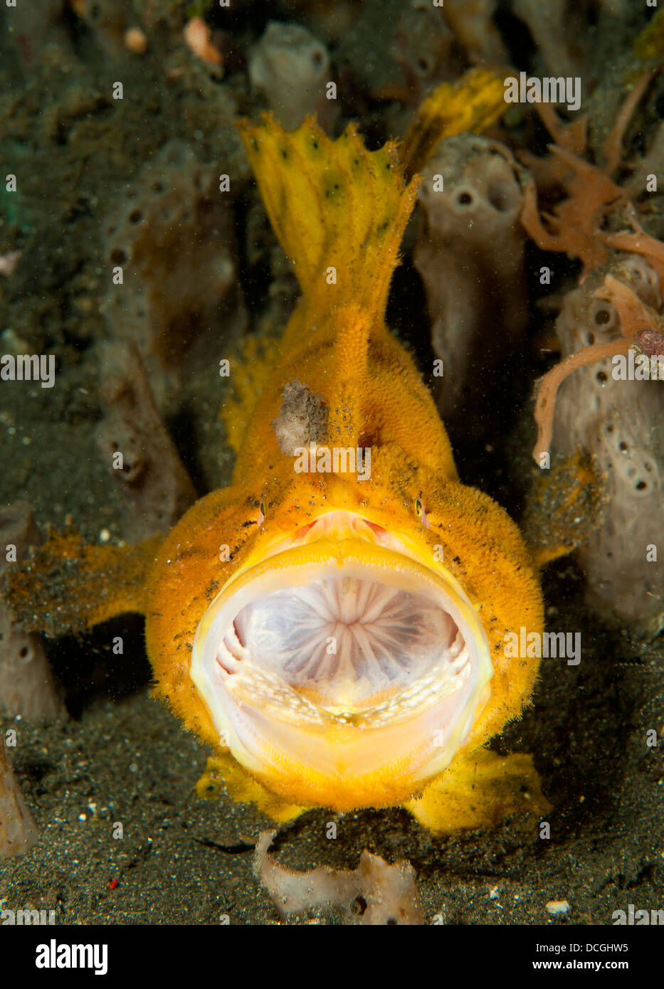 Frogfish with large lure, open mouth, Lembeh Strait, Indonesia. Stock Photo