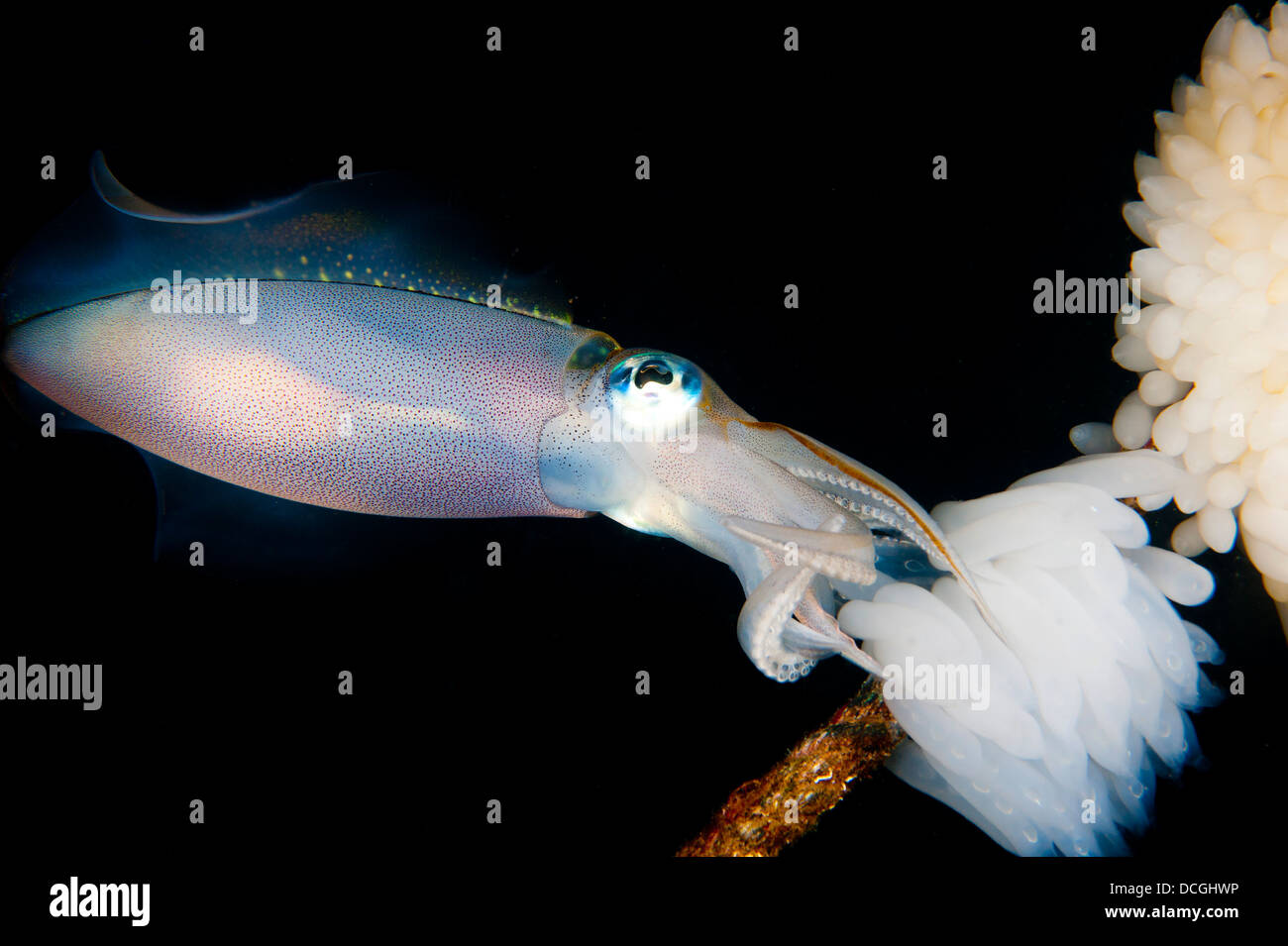 Bigfin reef squid tending eggs along a buoy line, Lembeh Strait, Indonesia. Stock Photo