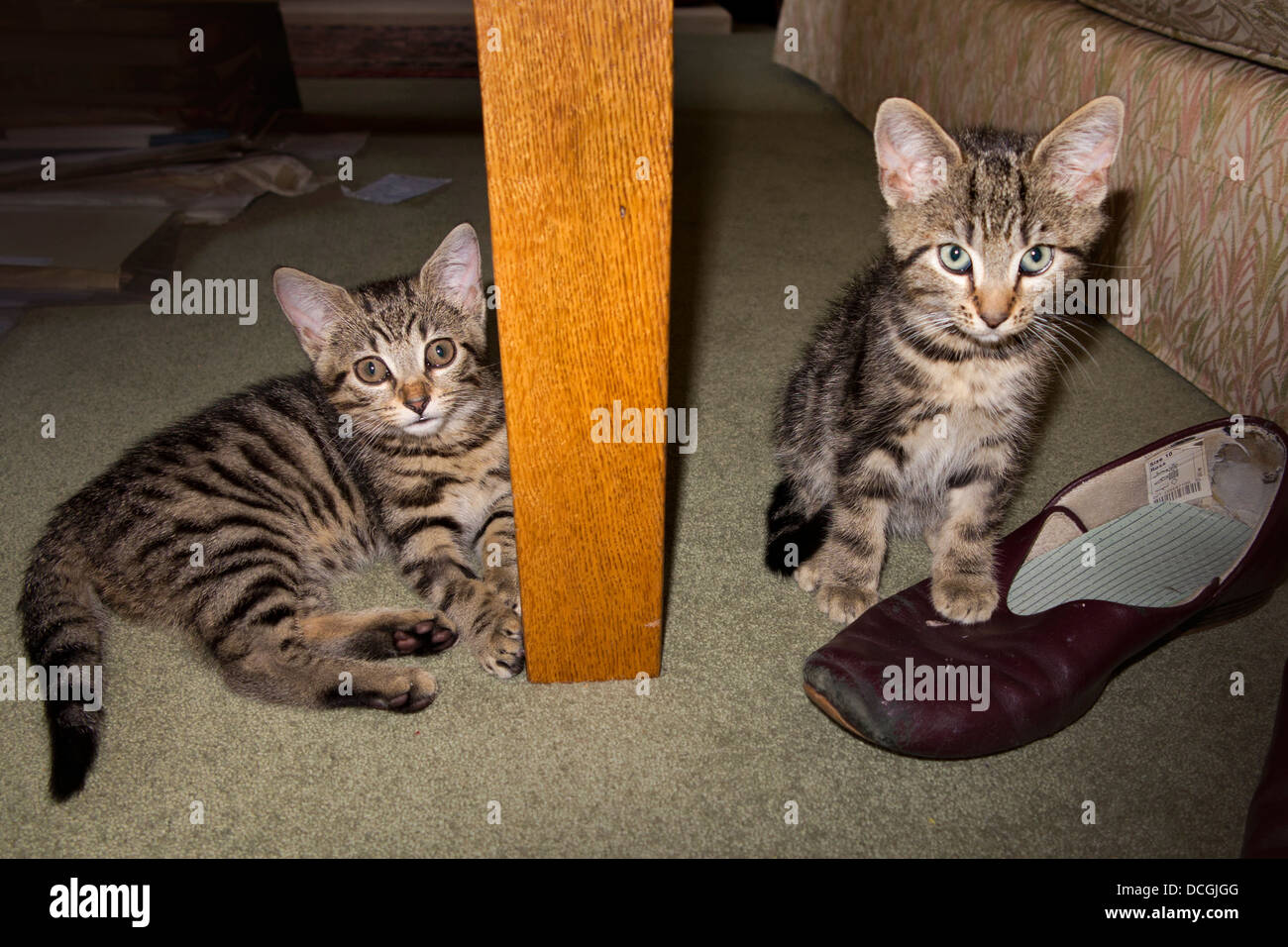 Tabby kittens hi-res stock photography and images - Alamy