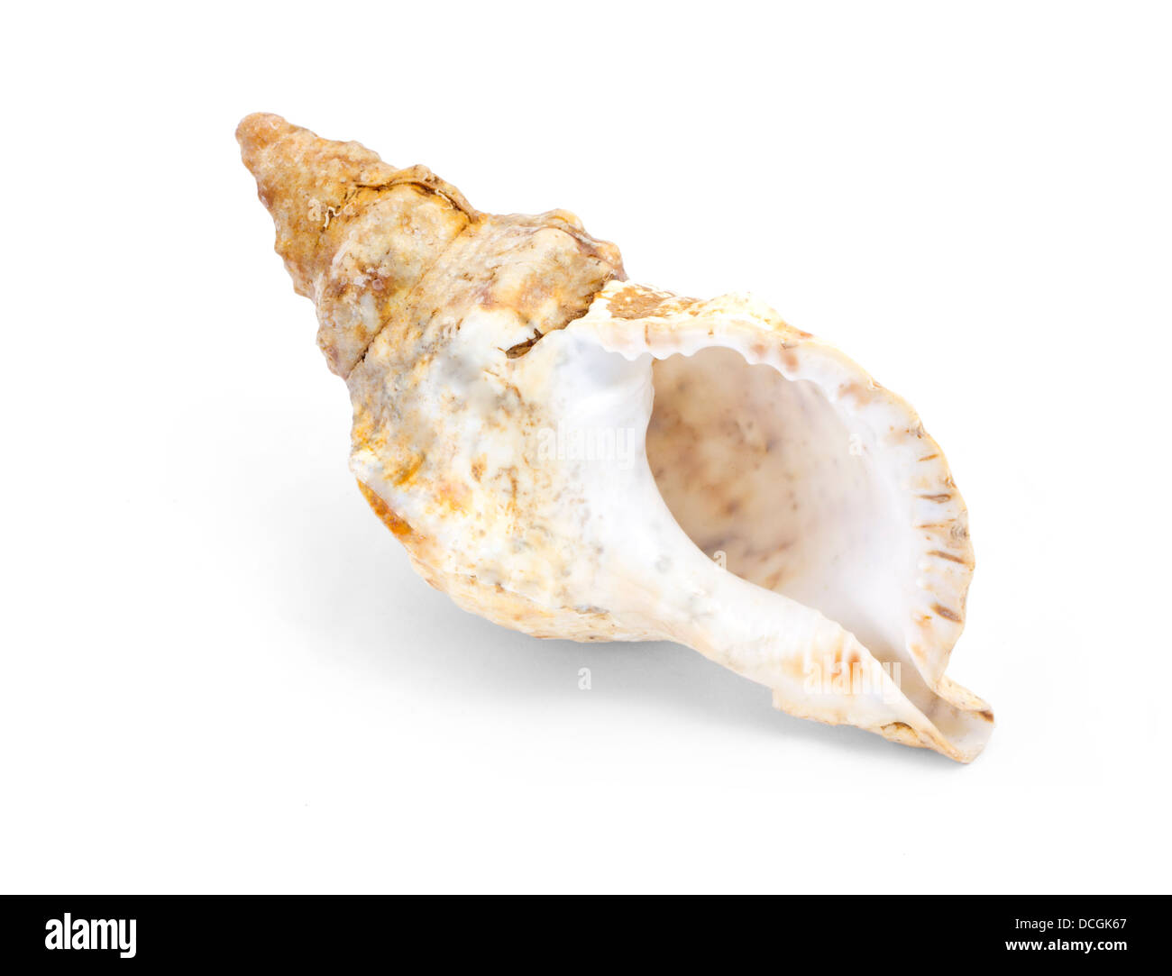 seashell isolated Stock Photo