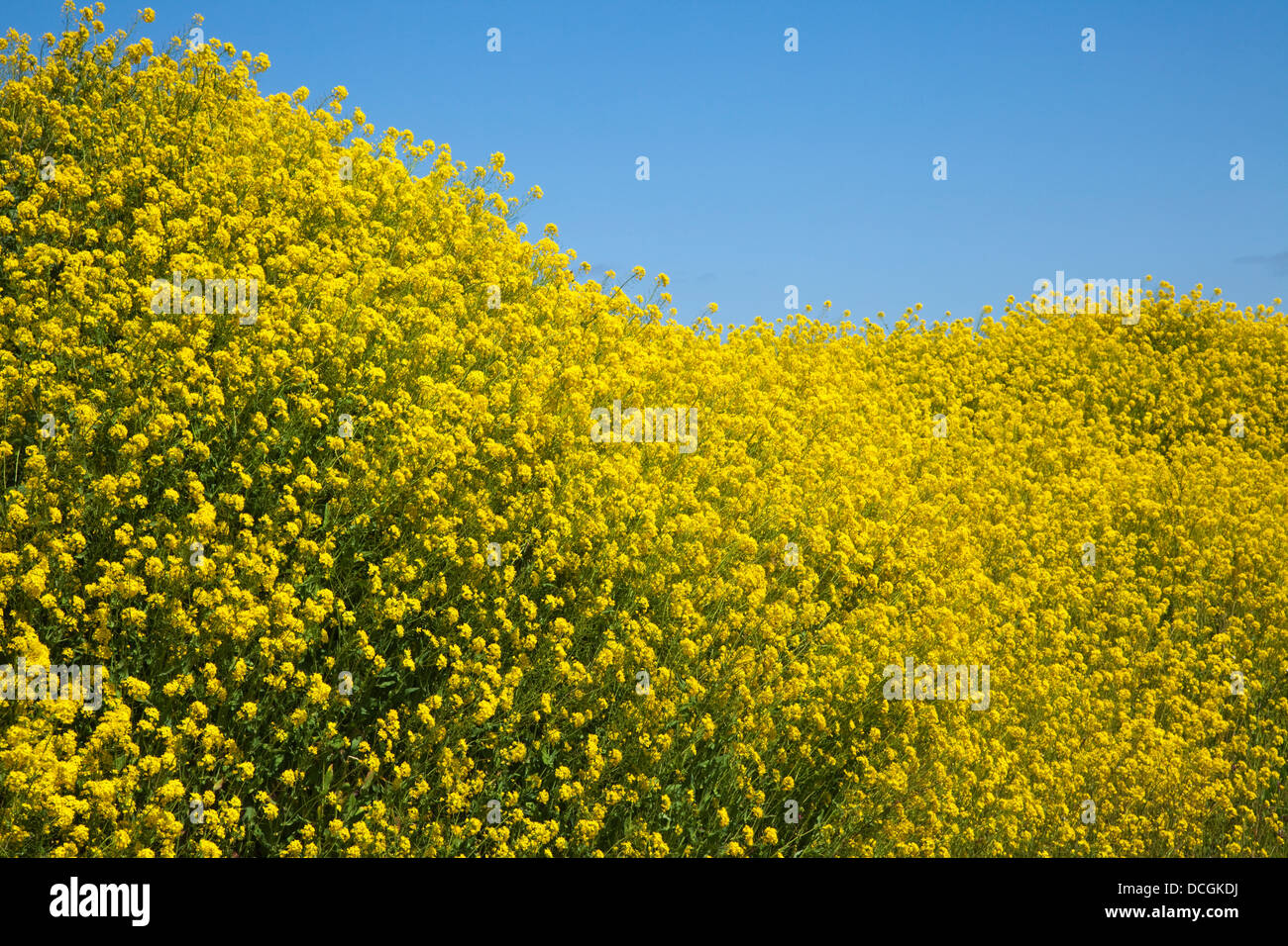 Yellow Blossoms On Trees Against A Blue Sky Near Goleen; County Cork, Ireland Stock Photo