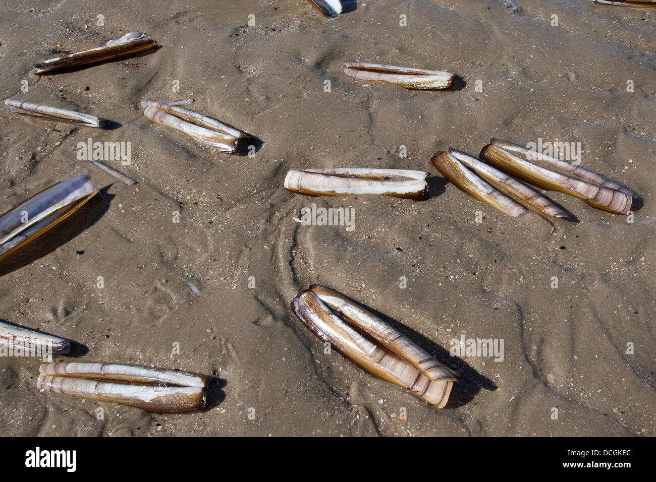 Atlantic jackknife, bamboo clam, razor clam, Amerikanische Scheidenmuschel, Schwertmuschel, Ensis directus, Ensis americanus Stock Photo