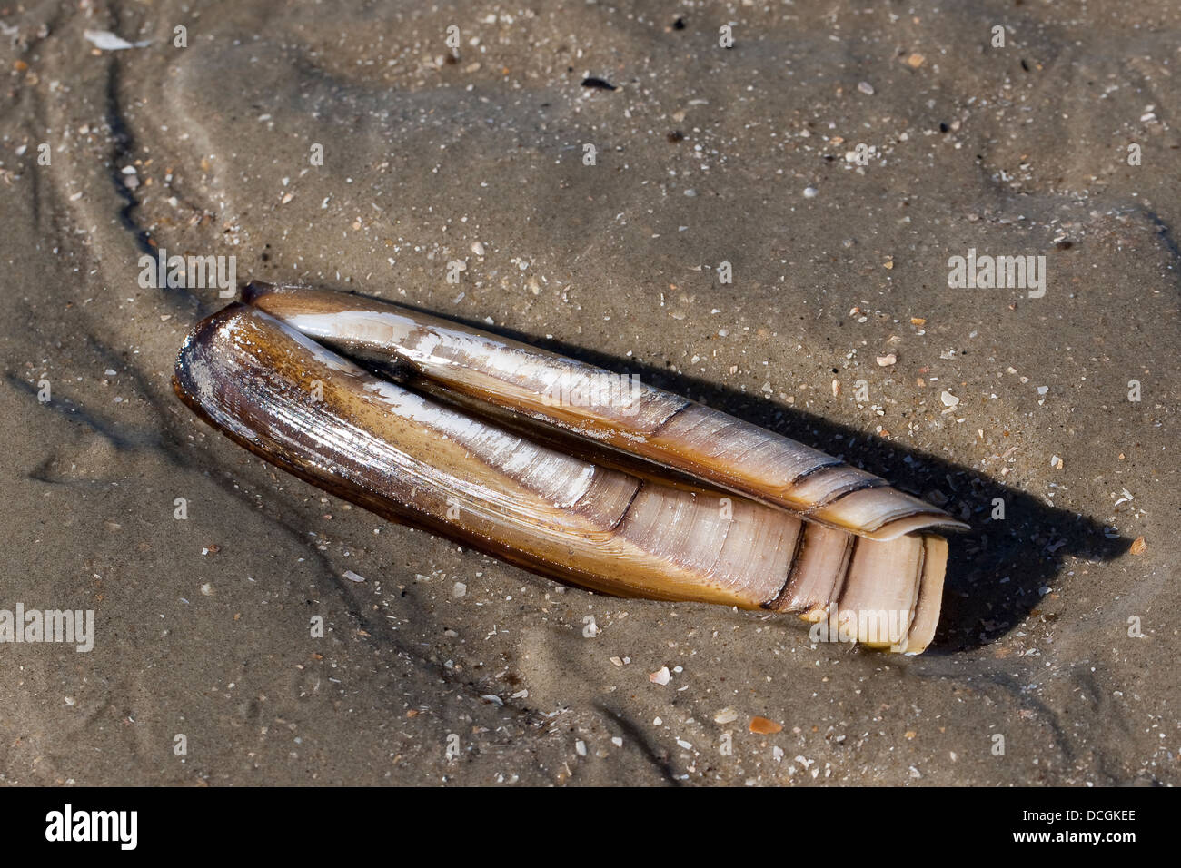 Atlantic jackknife, bamboo clam, razor clam, Amerikanische Scheidenmuschel, Schwertmuschel, Ensis directus, Ensis americanus Stock Photo