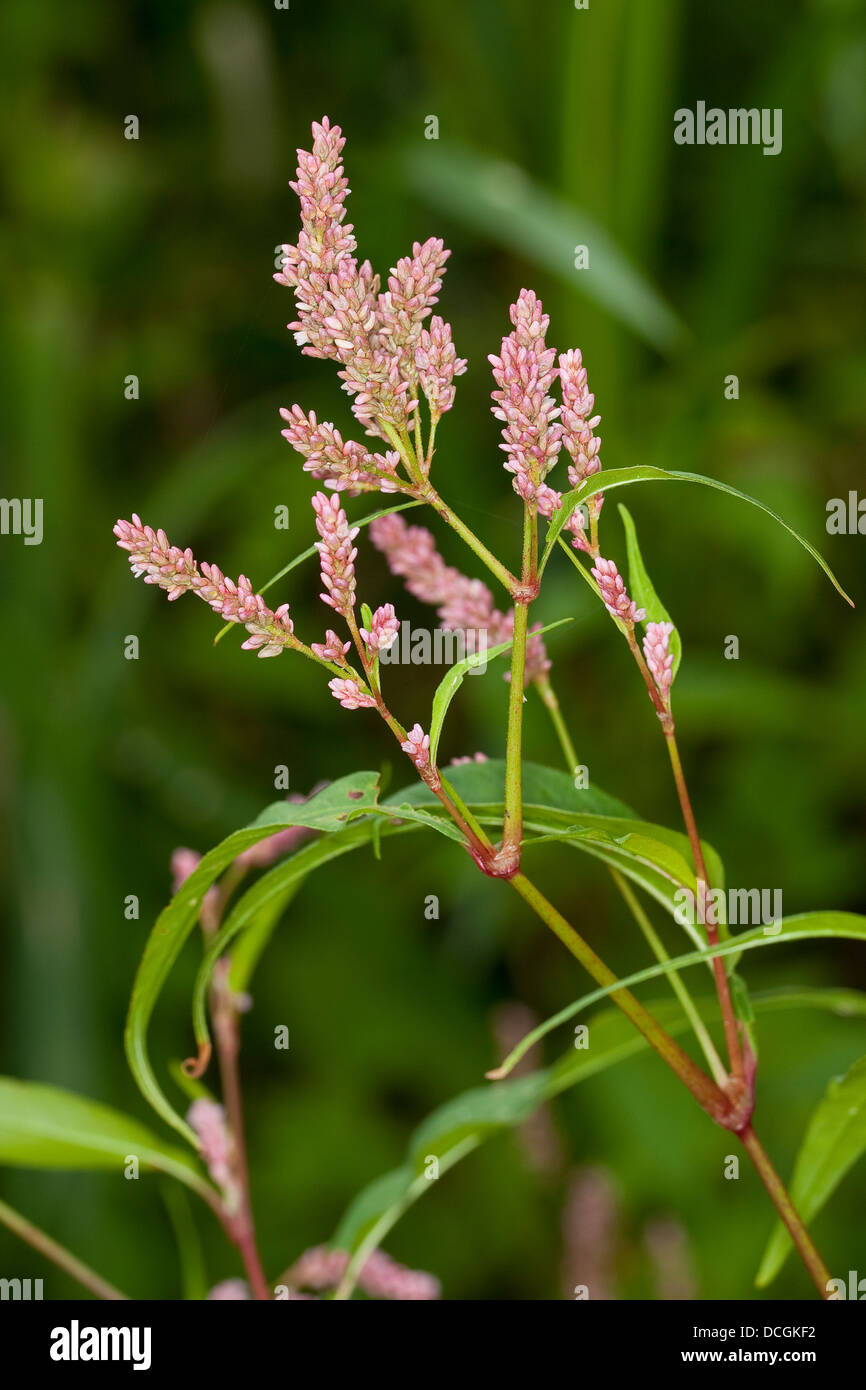 Pale Persicaria, smartweed, curlytop knotweed, Ampfer-Knöterich, Uferknöterich, Persicaria lapathifolia, Polygonum lapathifolium Stock Photo