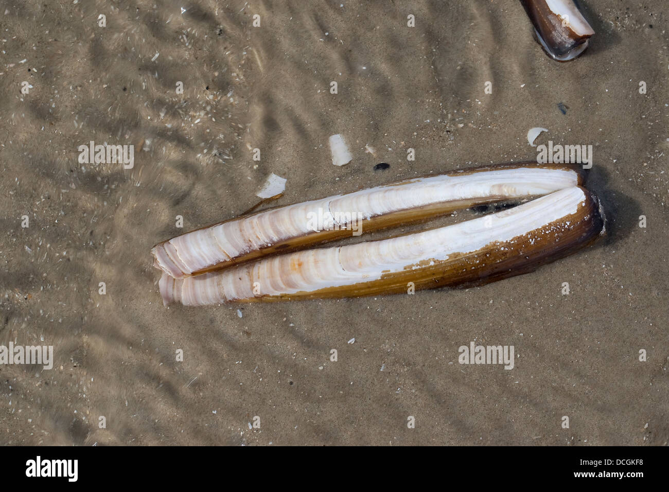 Atlantic jackknife, bamboo clam, razor clam, Amerikanische Scheidenmuschel, Schwertmuschel, Ensis directus, Ensis americanus Stock Photo