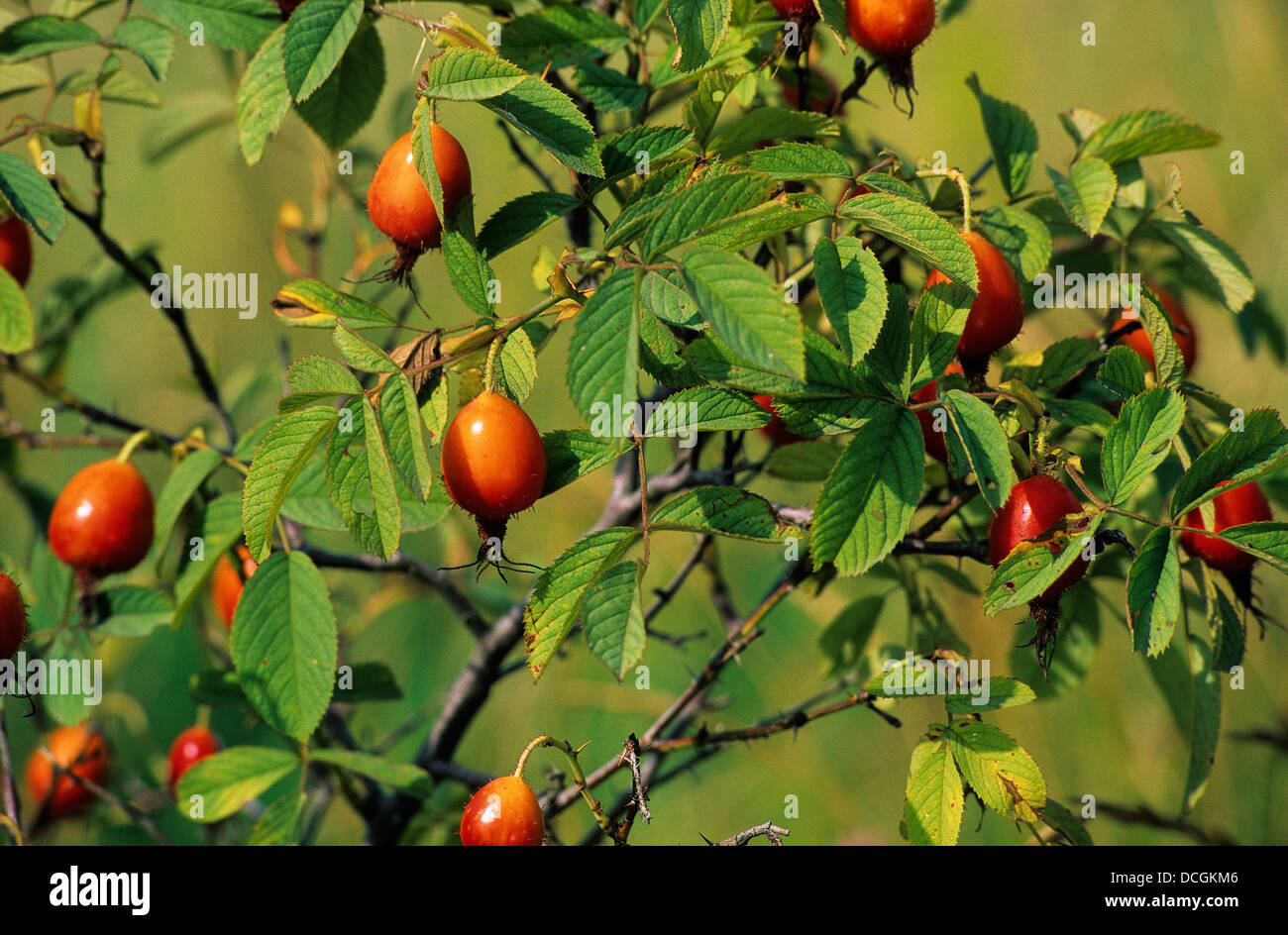 Apple Rose, Soft Leaved Rose, hip, hips, fruit, ApfelRose, Apfelrose
