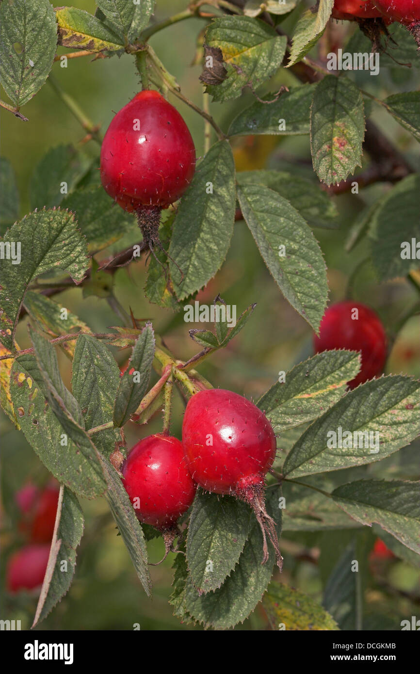Apple Rose Soft Leaved Rose Hip Hips Fruit Apfel Rose Apfelrose Rose Fruchte Hagebutten Rosa Villosa Rosa Pomifera Stock Photo Alamy Apple Rose Soft Leaved Rose Hip Hips Fruit Apfel Rose Apfelrose Rose Fruchte Hagebutten Rosa Villosa Rosa Pomifera Stock Photo Alamy